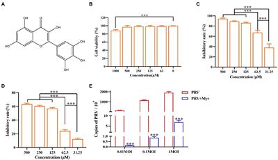 Myricetin inhibits pseudorabies virus infection through direct inactivation and activating host antiviral defense